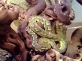 Atheris desaixi