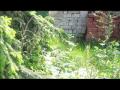Ross Kennedy Springtime Green Official Music Video and Lyrics