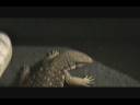 BOSCO HAVING FUN.wmv BOSCO HAVING FUN.wmv