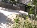 videos de A walk to and along the beach at Couples Negril Jamaica