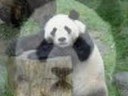 video of cute little panda bears!
