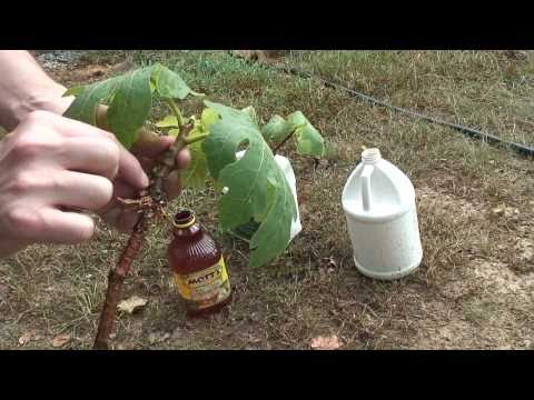 how to replant tree cuttings