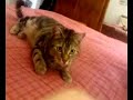 Il mio Gatto Amore è Un po\ Il mio Gatto Amore è Un po\