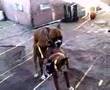 TINO THE HORNY BOXER 