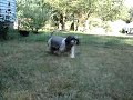 Zuzu