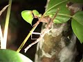 Night Jungle Walk