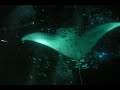Manta Rays of Kona, Hawaii