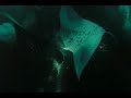 Manta Rays of Kona, Hawaii