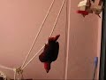 Sophie somersaults!! Sophie somersaults!!