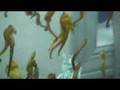 The Seahorse Ranch
