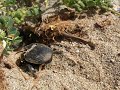 Lo Scarabaeus semipunctatus e la sua palla di sterco 4