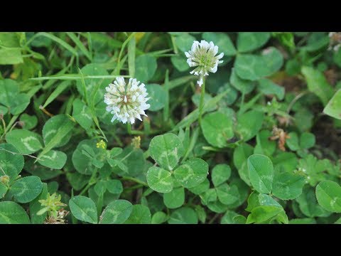how to eliminate clover from a lawn