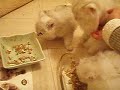 Lotus Kittens week 6 - all eating