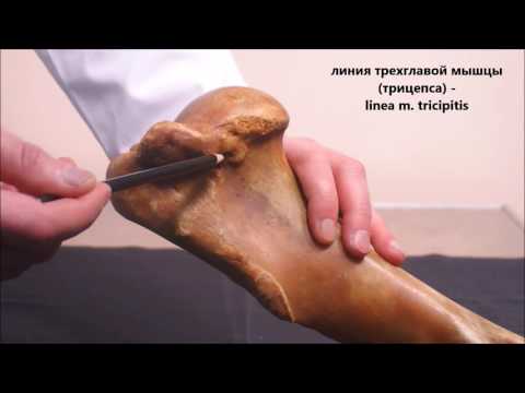 Лопатка и плечевая кость домашних животных