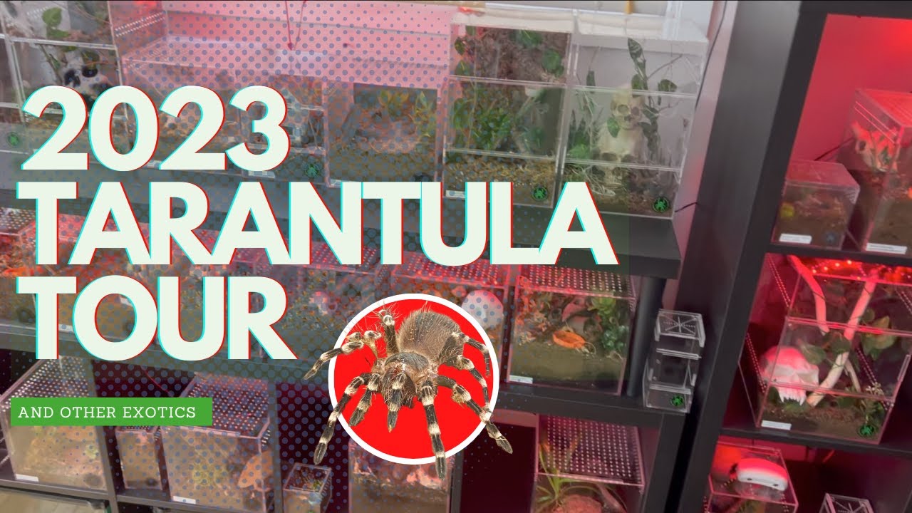 2023 TARANTULA TOUR  & other exotics