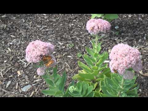 how to fertilize sedum autumn joy