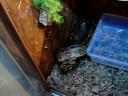 big female boa feeding
