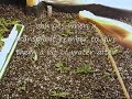 some of my grow some of my grow