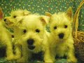 ?????? West Highland White Terrier