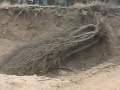 tala ilegal de bosque nativo en chile 4/4