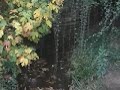 tala ilegal de bosque nativo en chile 4/4