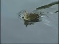 Fly Fishing Panfish Bluegills