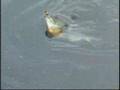 Fly Fishing Panfish Bluegills