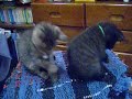 neko no kubi ni suzu wo tsukeru neko no kubi ni suzu wo tsukeru