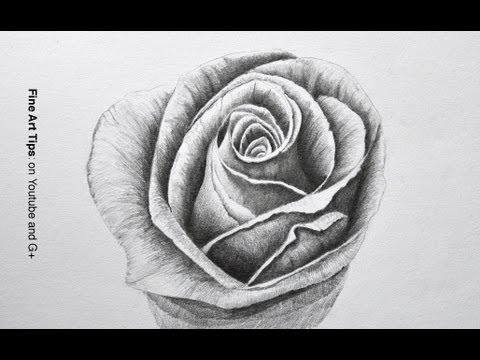 How to Draw a Rose With Pencil – Flowers