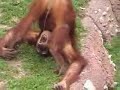 Thirsty Monkey You Will Need Therapy After You Watch This