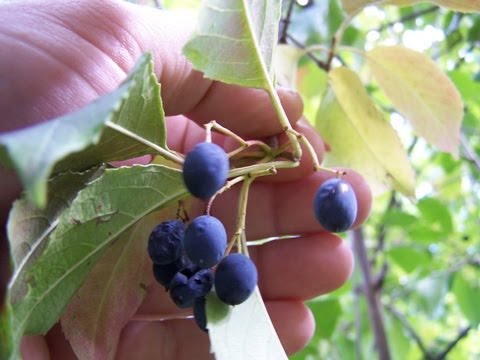 how to fertilize viburnum