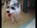 horny dog