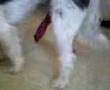 horny dog