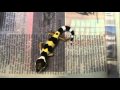 Hyper Xanthic x Bold Stripe Leopard Gecko
