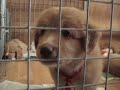 Pups Wildfowler Pups Wildfowler