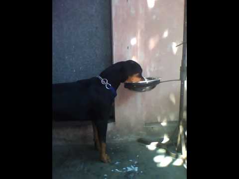 ROTWILLER