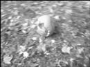Pumpkin Destruction