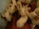 Monsanto Patent for a Pig (Pt.1 of 5)