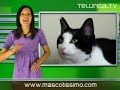 animales sorprendentes | telurica tv 379