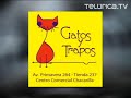 animales sorprendentes | telurica tv 379