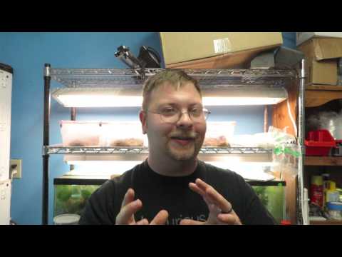 YouTube reptile video