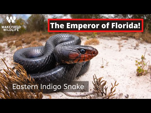 YouTube reptile video
