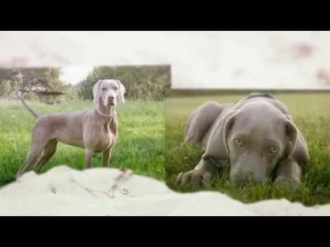 how to train weimaraner