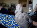 Cockatiel Bliss