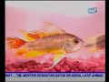 Galeri Aqua - American Cichlid (2/3)