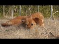 Click here to watch this video 南相馬市鹿島区 海老の犬① 2012.3.6