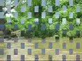 Videos de la Laguna de Coyuca