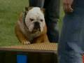 Tillman & The Musical Chairs