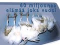 Animalia - Auta tuotantoel�imi�