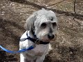 Marquette County Humane Society-Otis